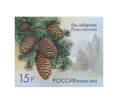  Почтовые марки «Флора России. Шишки хвойных деревьев и кустарников» Россия, 2013, фото 4 