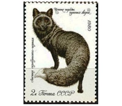  5 почтовых марок «Ценные породы пушных зверей» СССР 1980, фото 5 