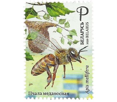  Почтовая марка «Пчеловодство» Беларусь 2020, фото 1 