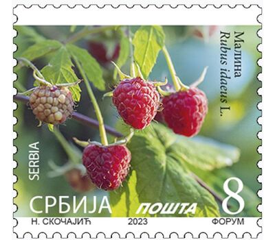  Почтовая марка «Стандарт. Малина» Сербия 2023, фото 1 