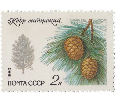  5 почтовых марок «Охраняемые породы деревьев и кустарников» СССР 1980, фото 3 