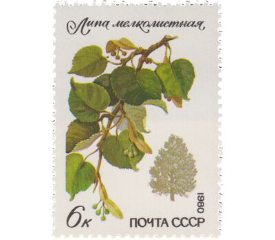  5 почтовых марок «Охраняемые породы деревьев и кустарников» СССР 1980, фото 2 