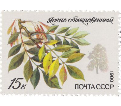  5 почтовых марок «Охраняемые породы деревьев и кустарников» СССР 1980, фото 6 