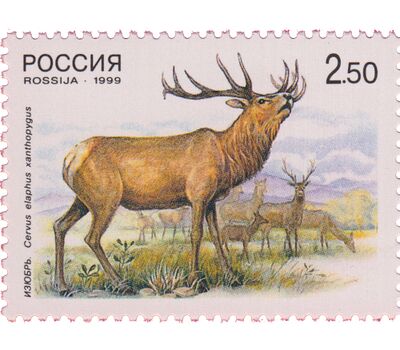  Почтовые марки «Фауна. Олени. Совместный выпуск России и Китая» 1999, фото 2 