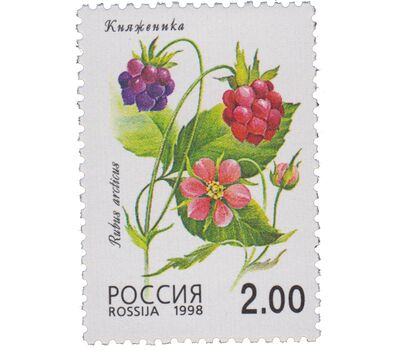  5 почтовых марок «Флора. Лесные ягоды» 1998, фото 6 