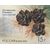  Почтовые марки «Флора России. Шишки хвойных деревьев и кустарников» Россия, 2013, фото 3 