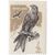  8 почтовых марок «Хищные птицы» СССР 1965, фото 7 